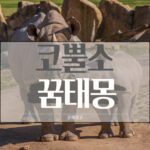 코뿔소 꿈태몽